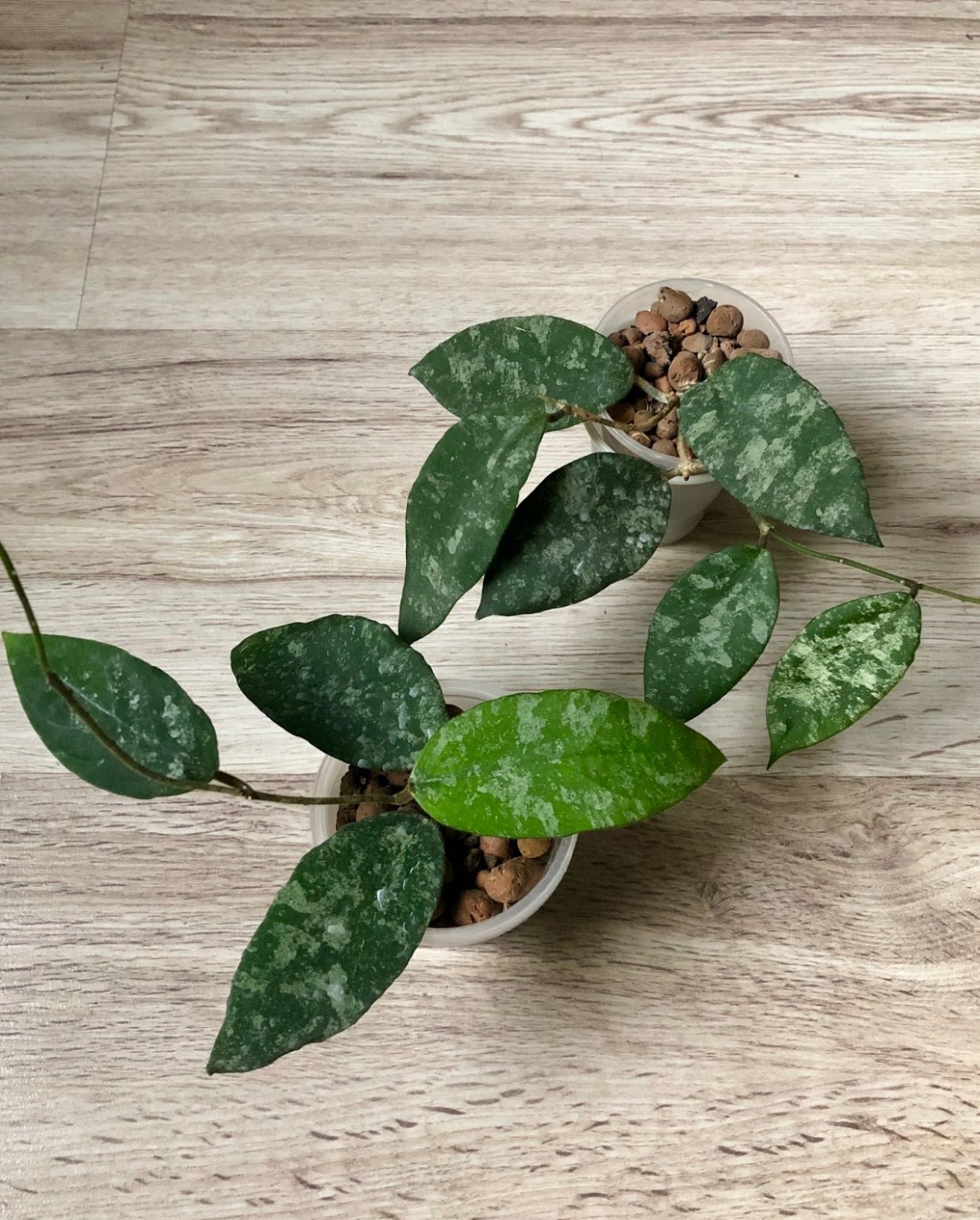 Хойя caudata Ketambe