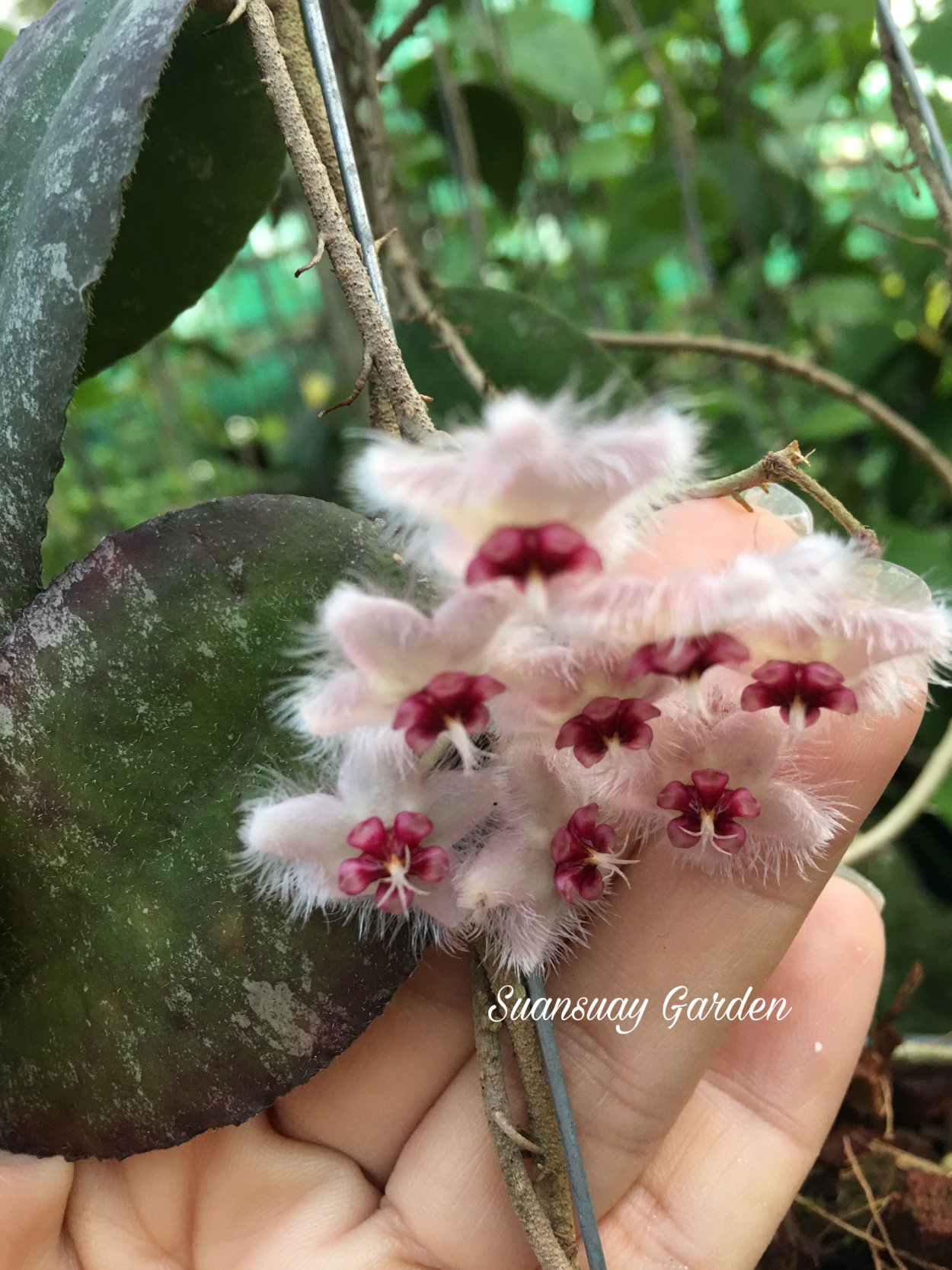 Хойя Суматра