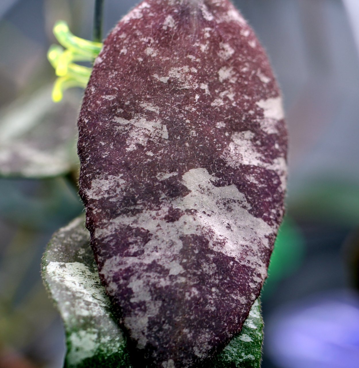 Каудата Сильвер