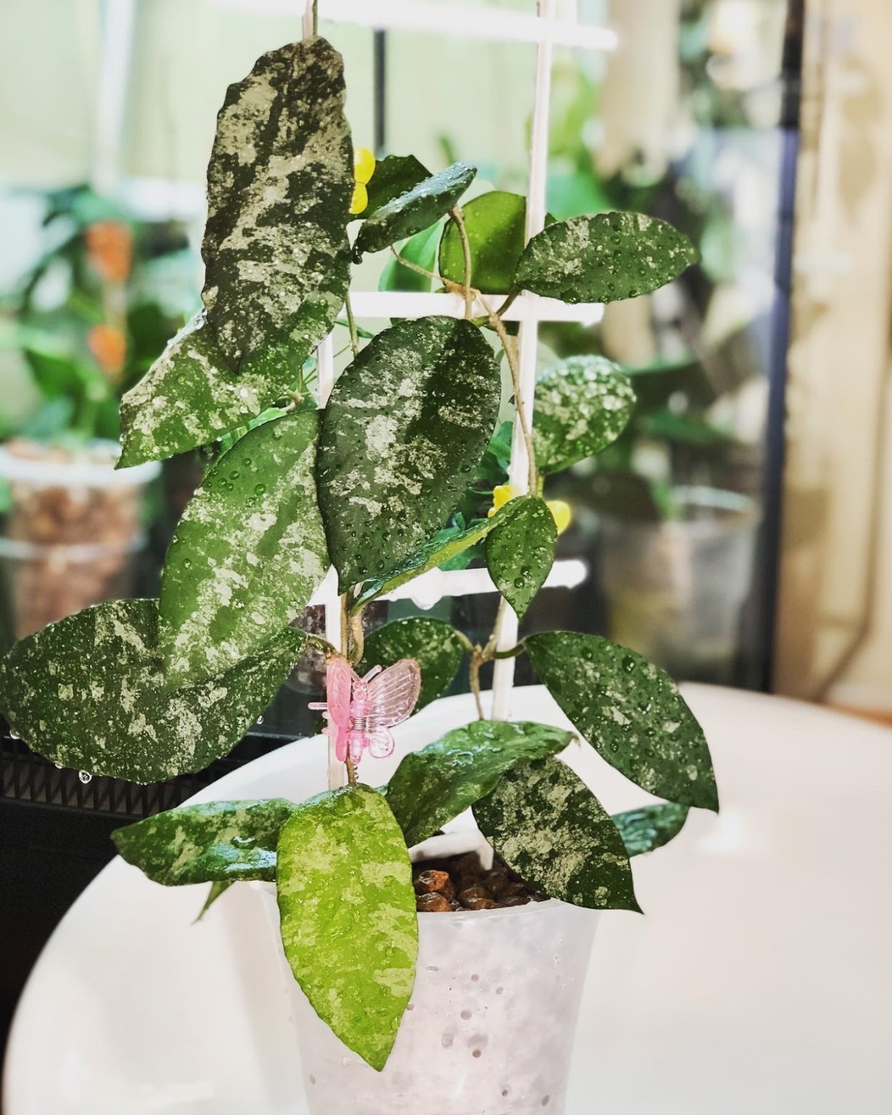 Хойя Каудата Грин