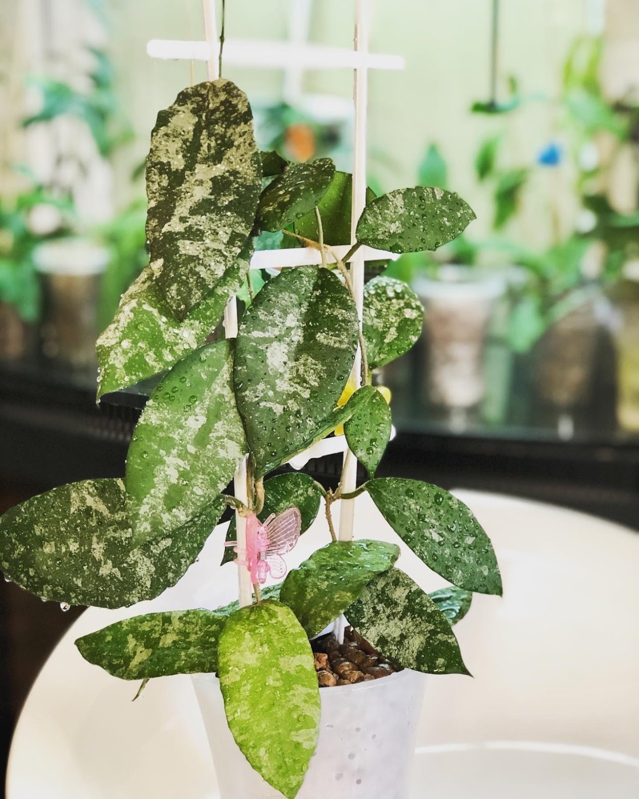 Хойя Каудата Сильвер Сплеш