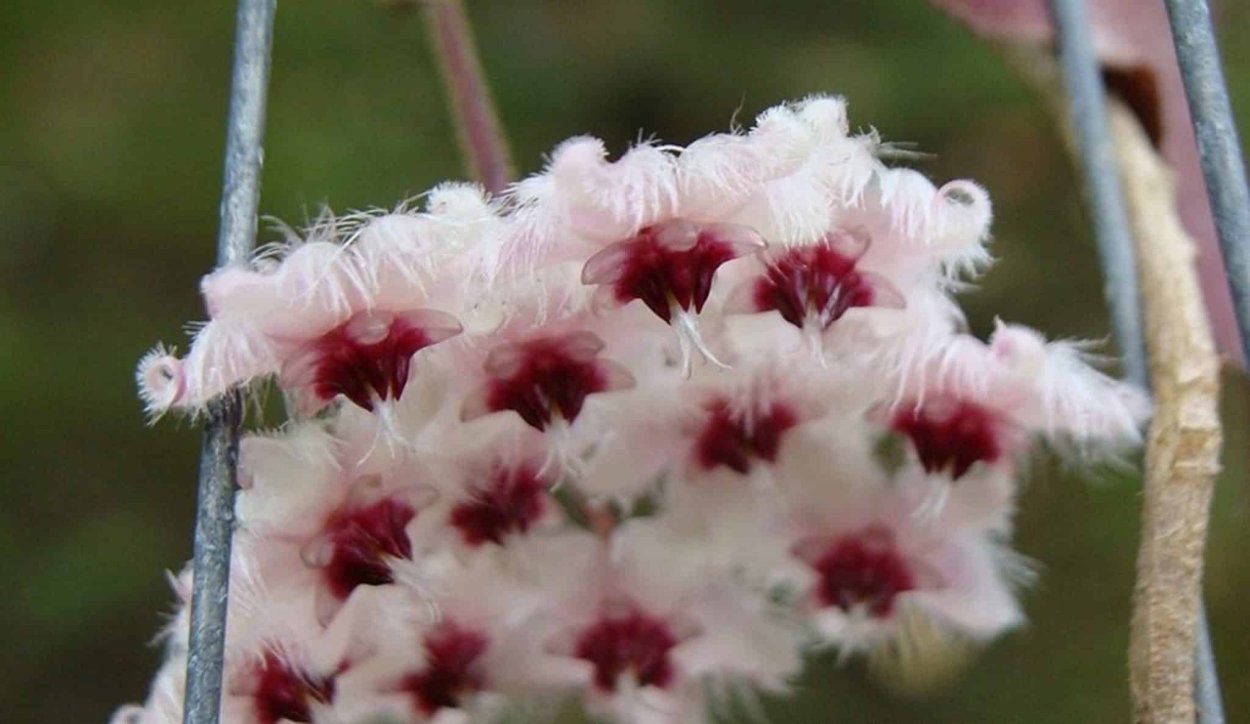 Хойя Каудата Грин