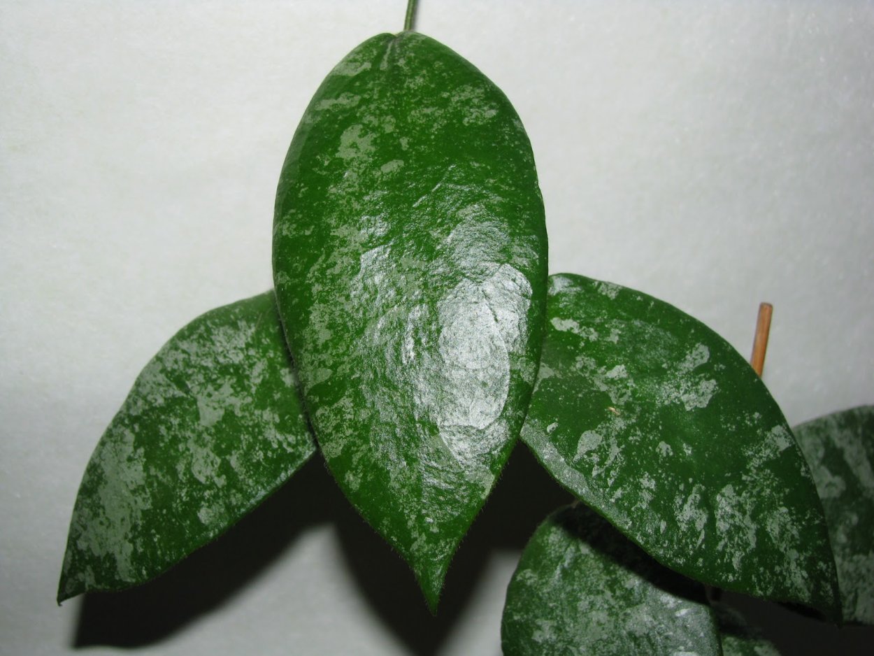 Hoya Каудата шёлк