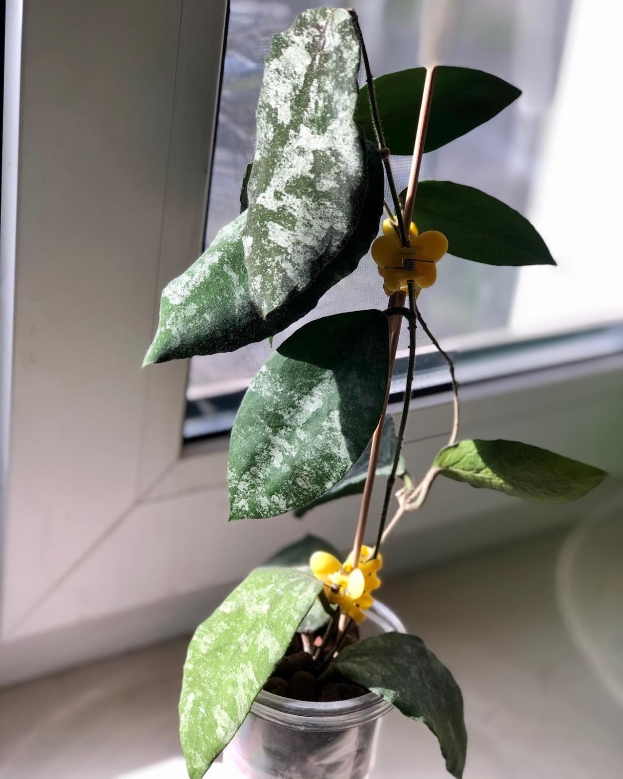 Хойя caudata Splash