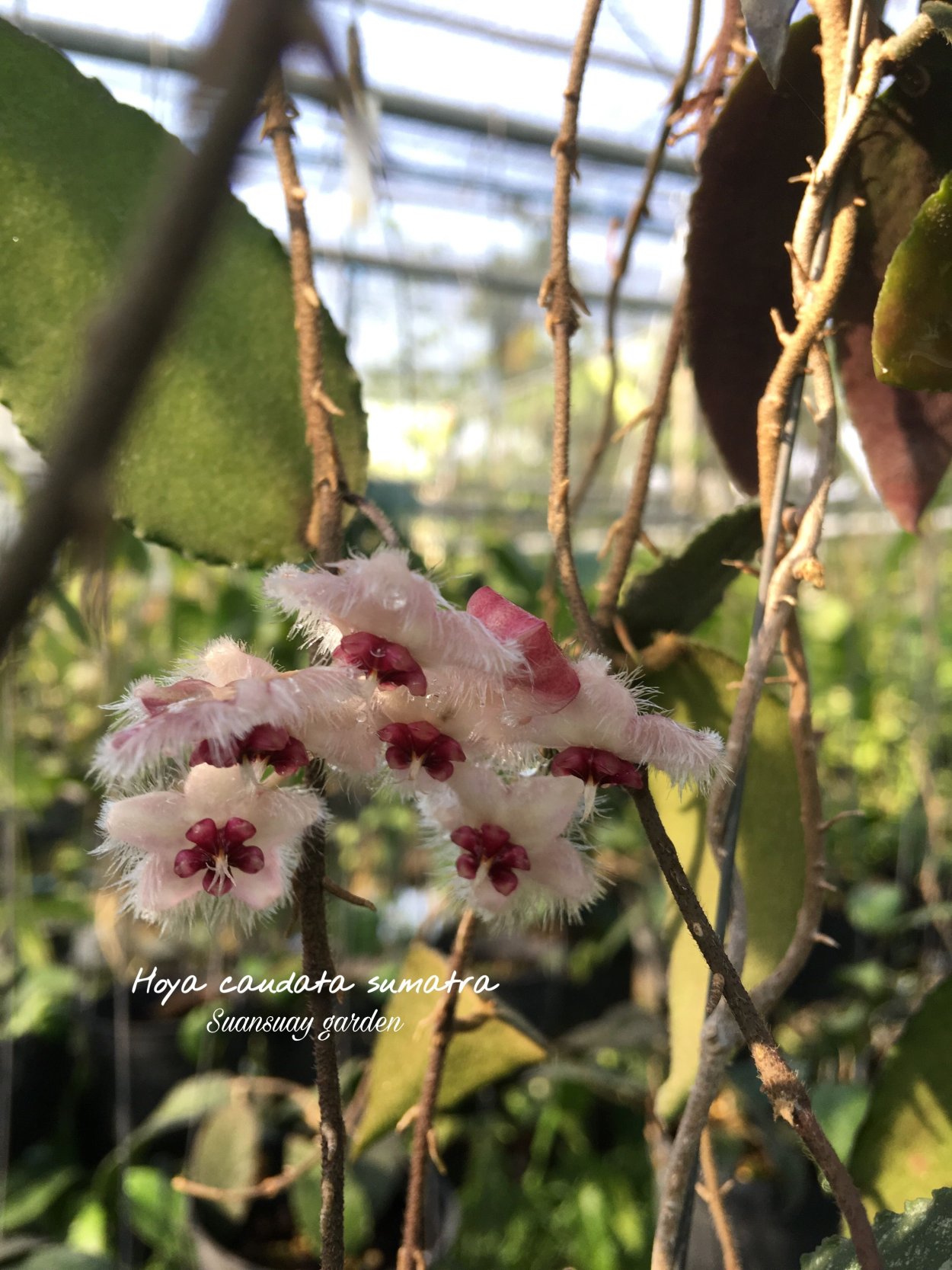 Хойя caudata Ketambe