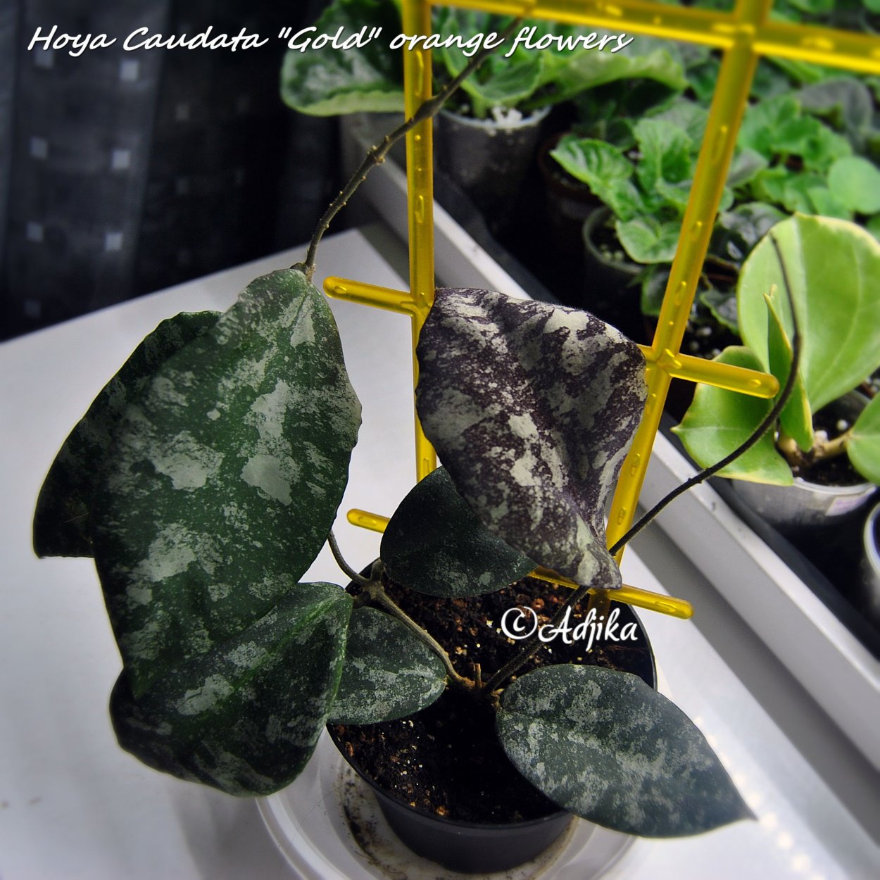 Hoya caudata Gold Orange Flowers