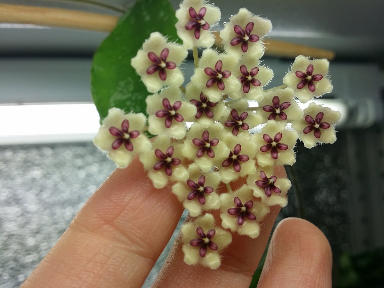 Хойя caudata Ketambe