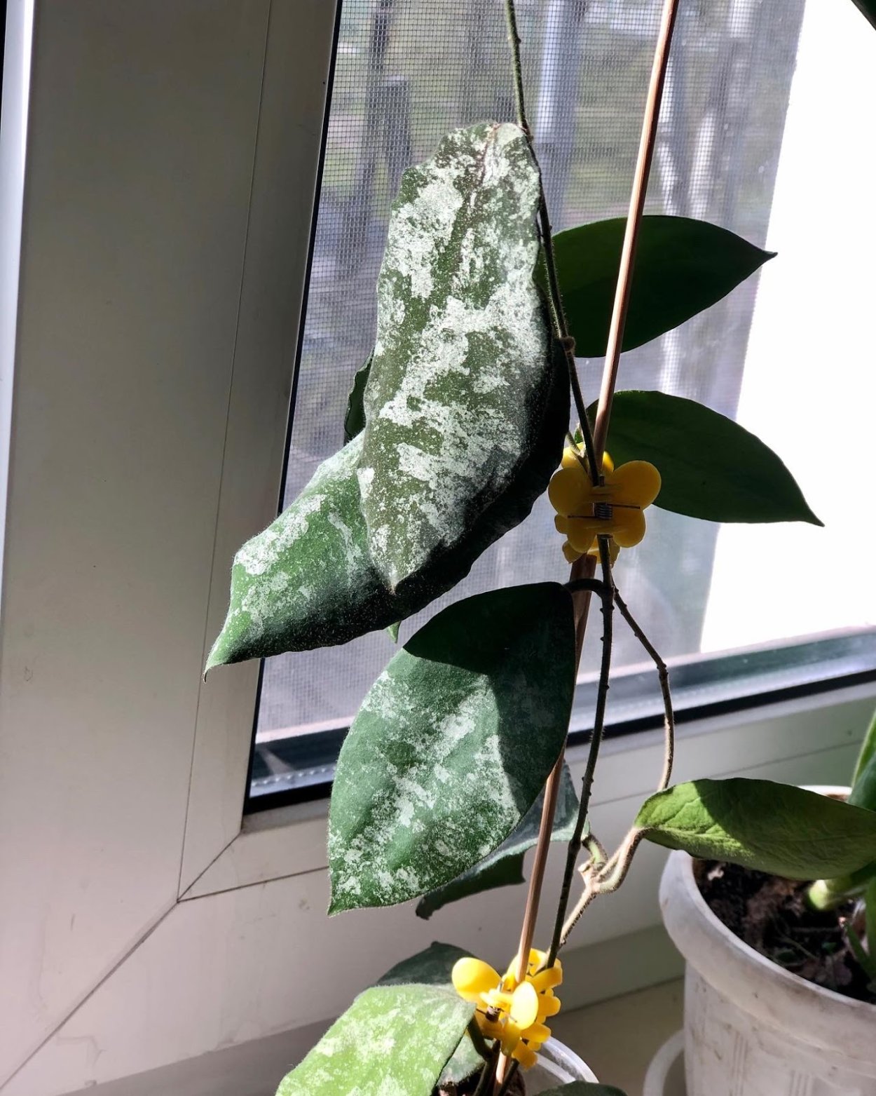 Хойя Каудата Грин