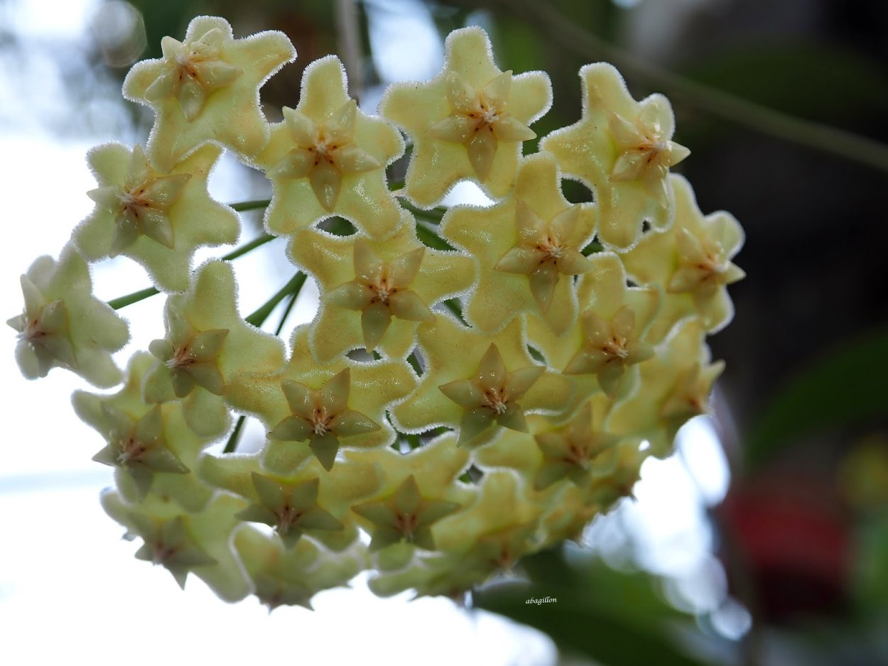 Хойя Каудата Сильвер Сплеш