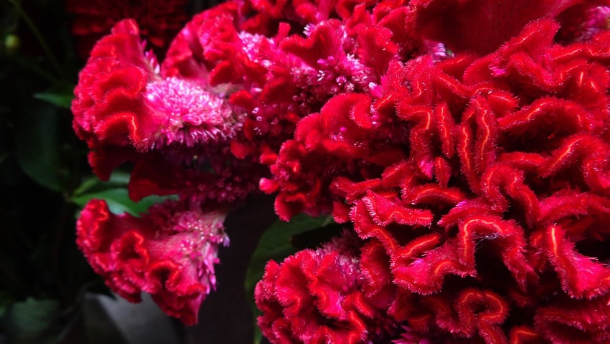 Целозия гребенчатая коралловый сад