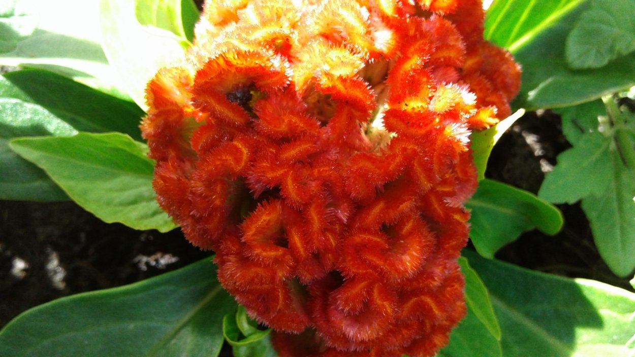 Целозия всходы