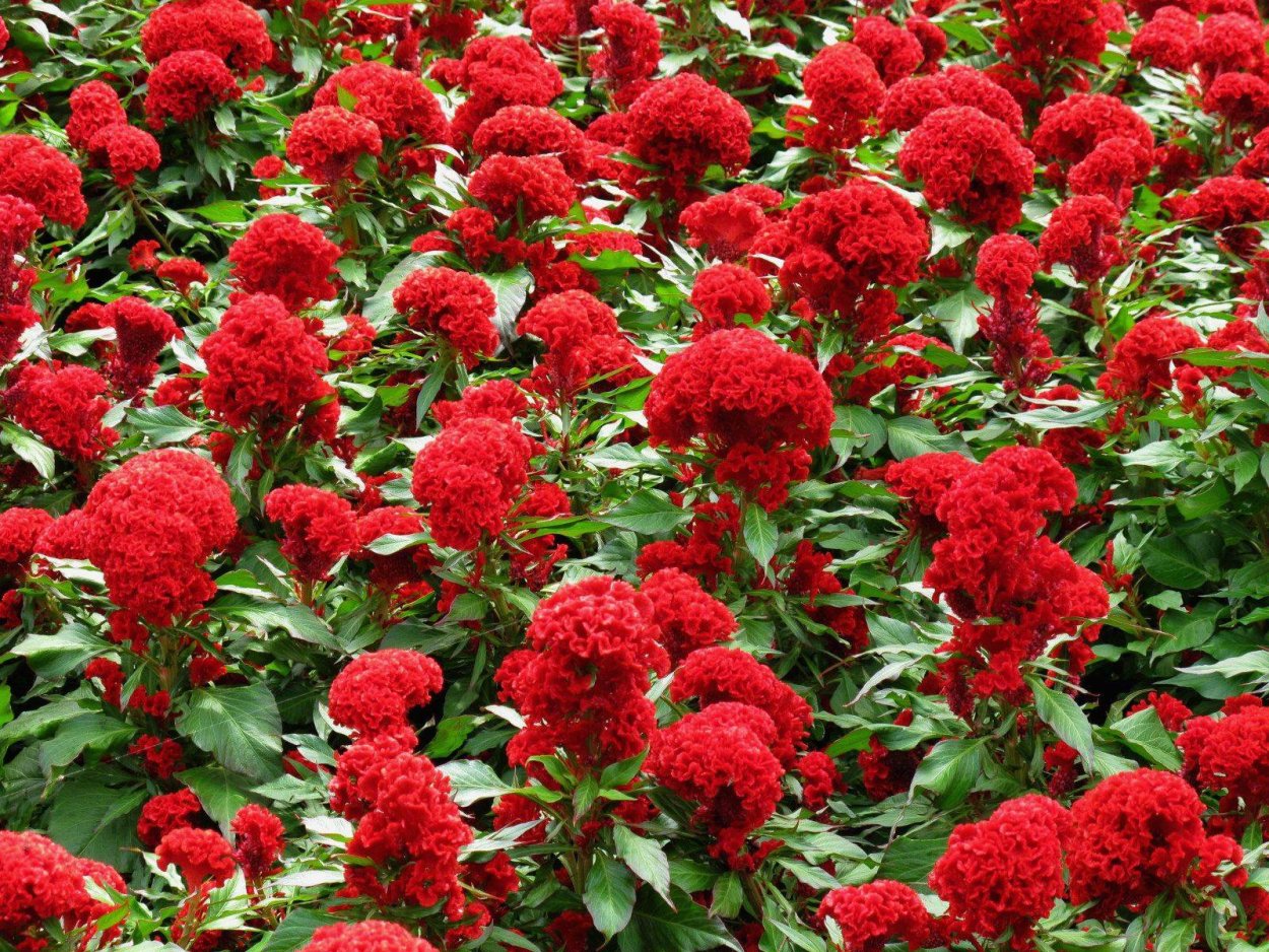 Целозия гребенчатая