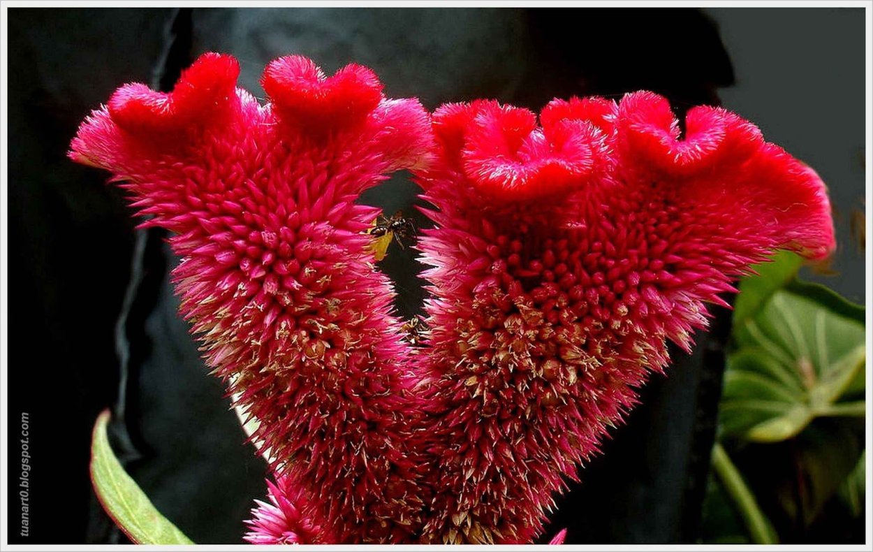 Цветок похожий на гребешок петуха