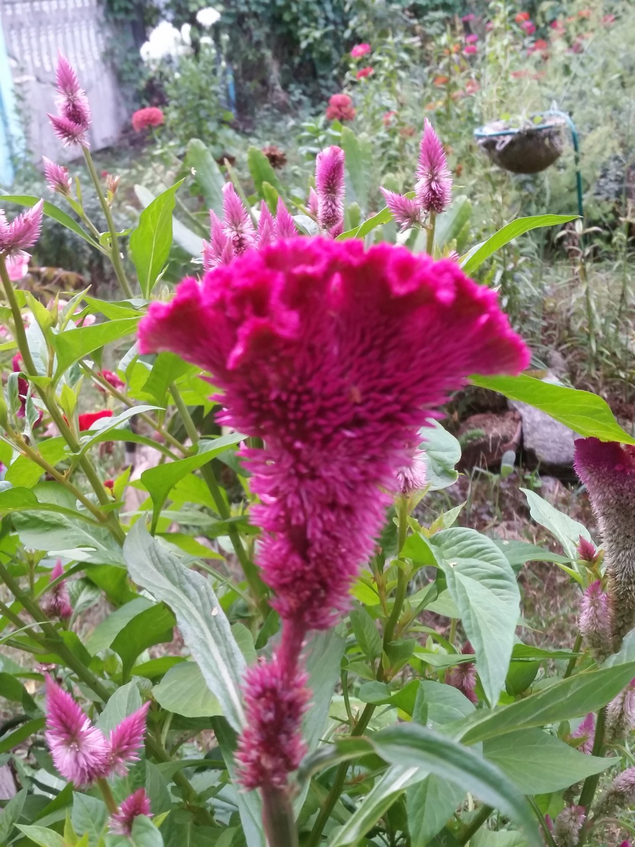 Целозия гребенчатая