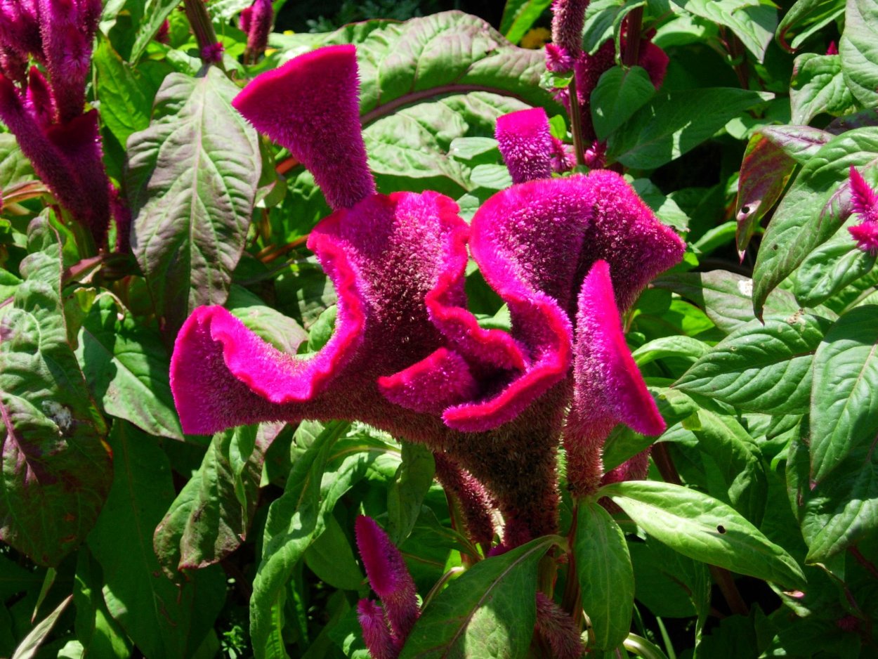 Садовое растение петушиный гребешок