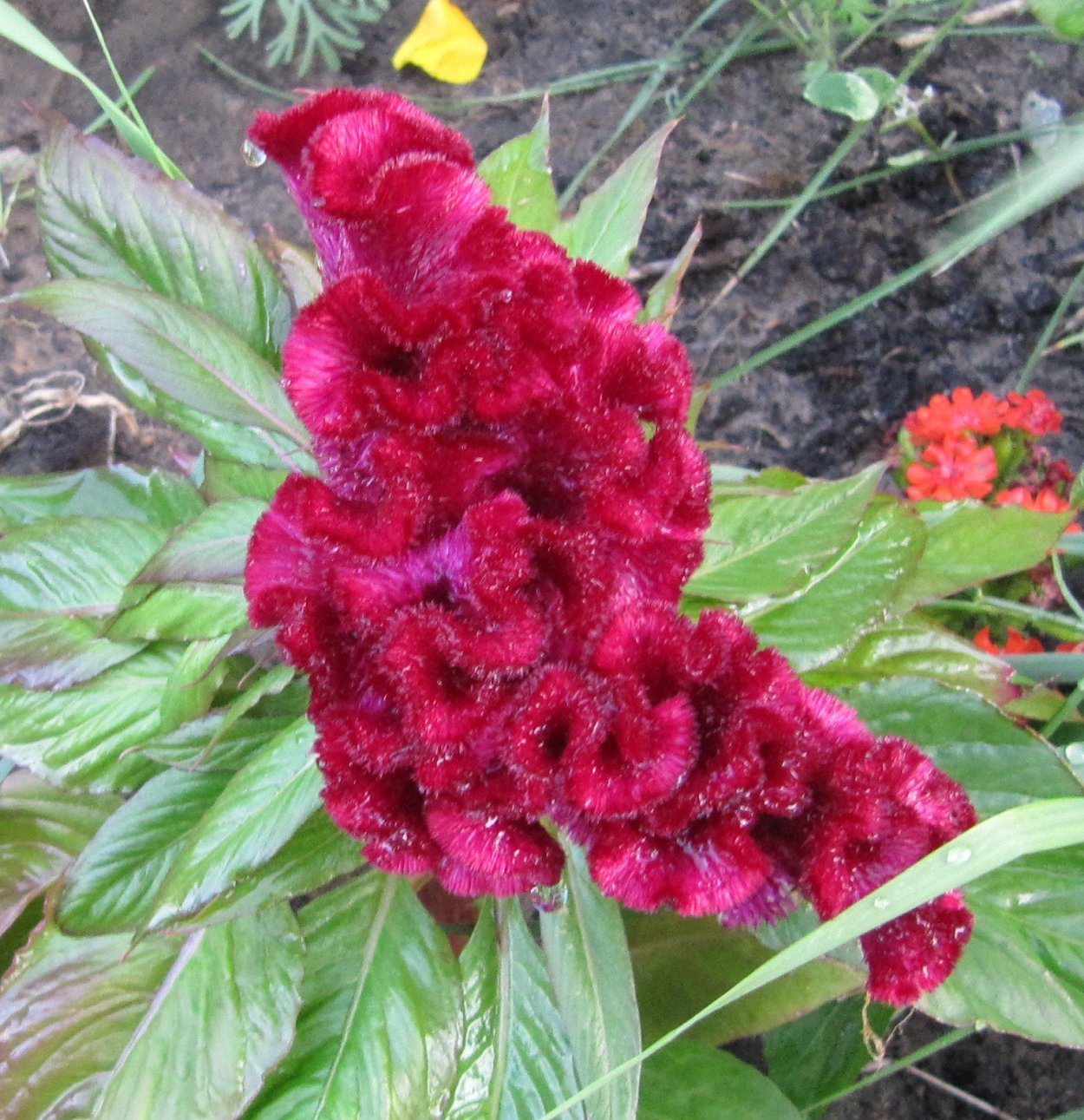 Целозия Дракула гребенчатая