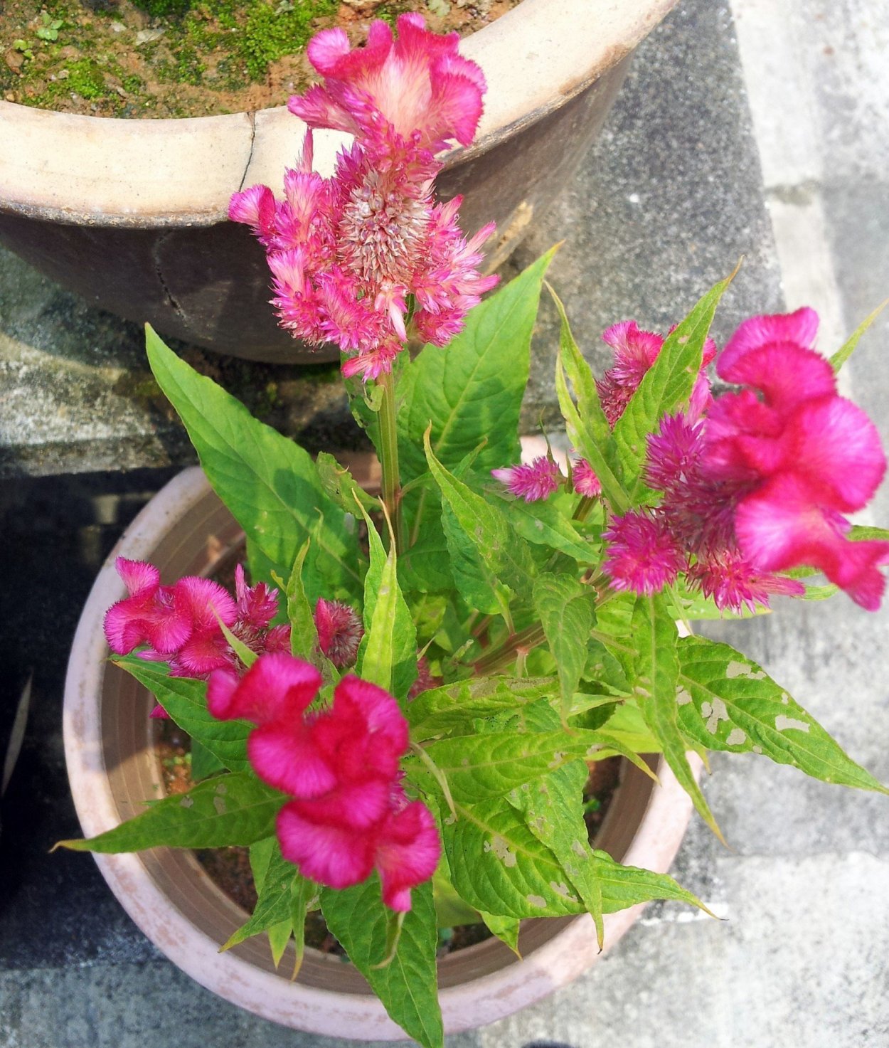 Целозия цветок комнатный