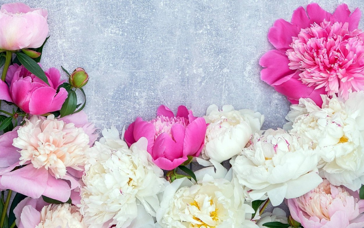Розовые пионы