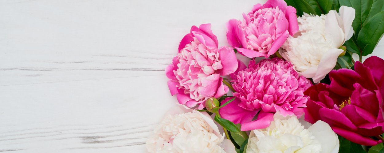 Пионы на Светлом фоне