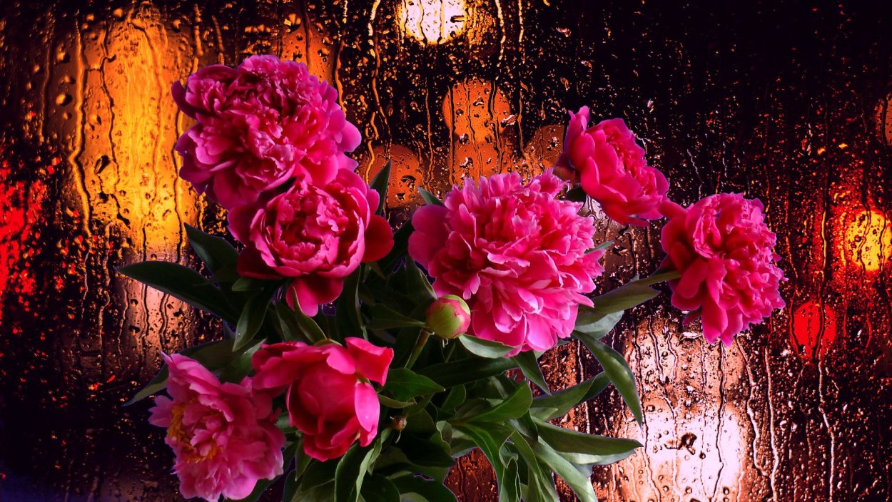 Пионы на черном фоне