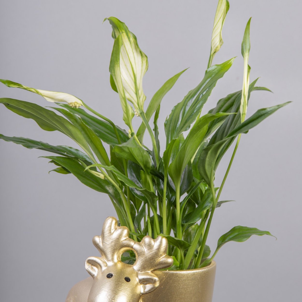 Спатифиллум желтый