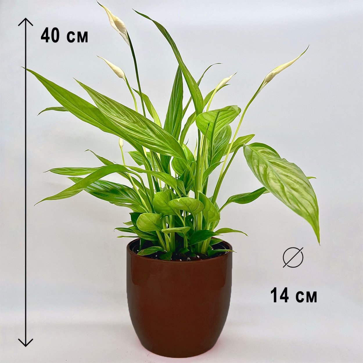 Спатифиллум Верди