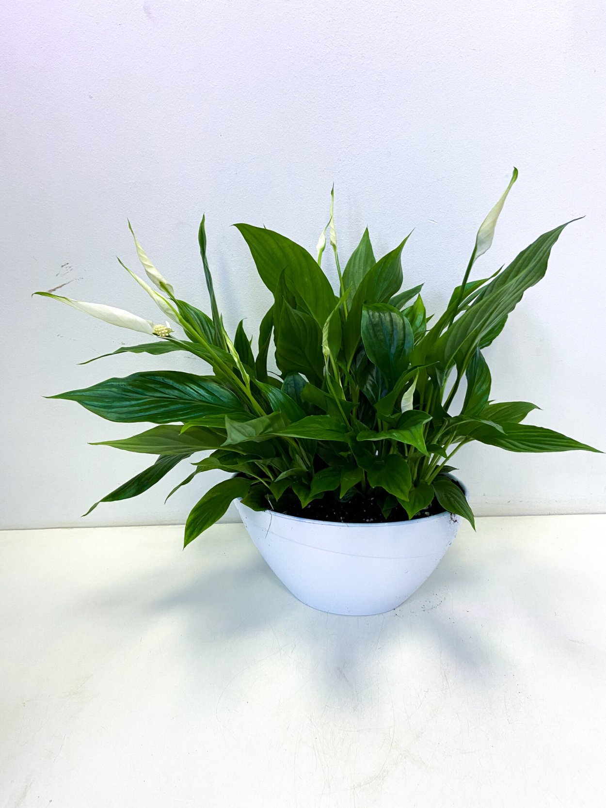 Спатифиллум Альба