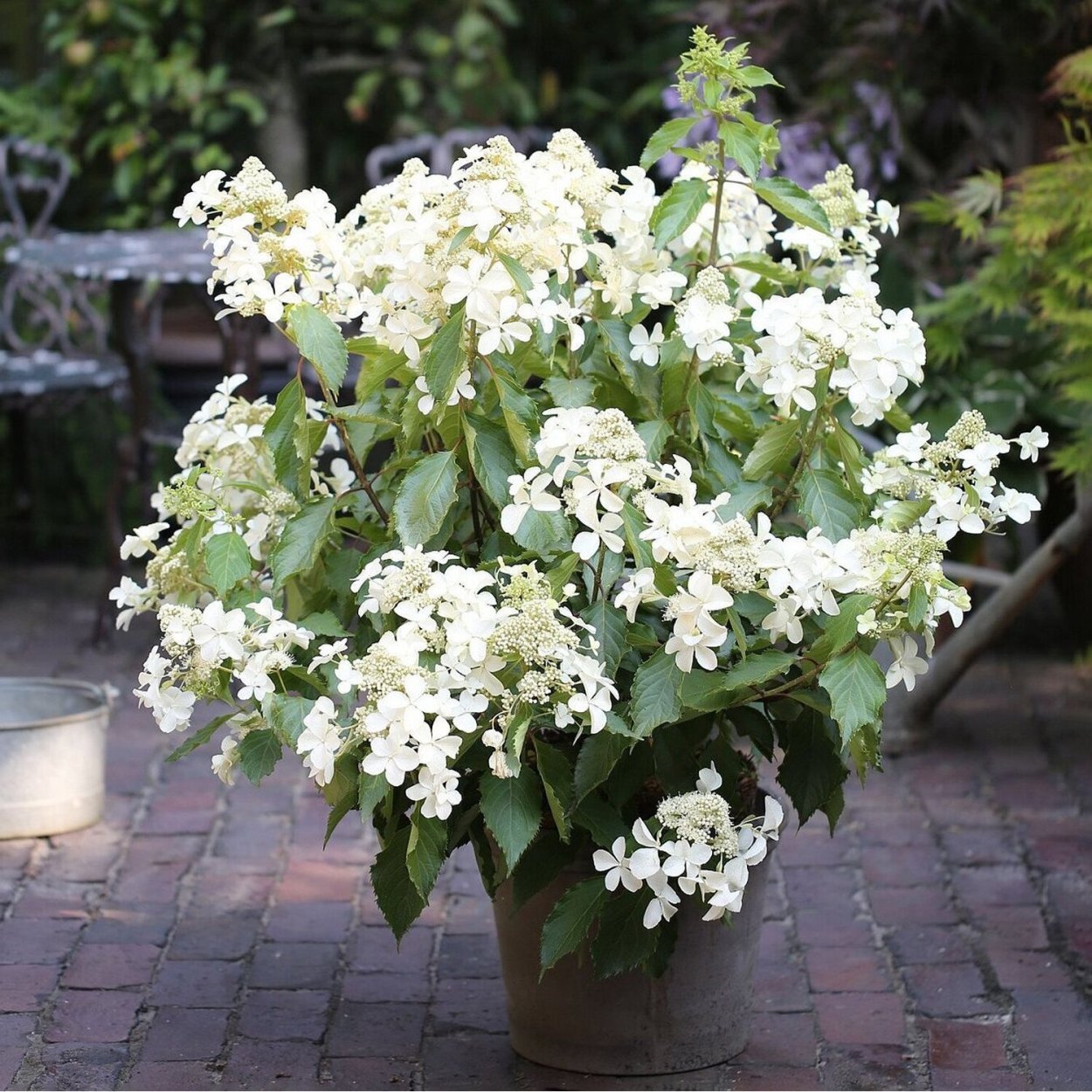 Гортензия метельчатая Папиллон