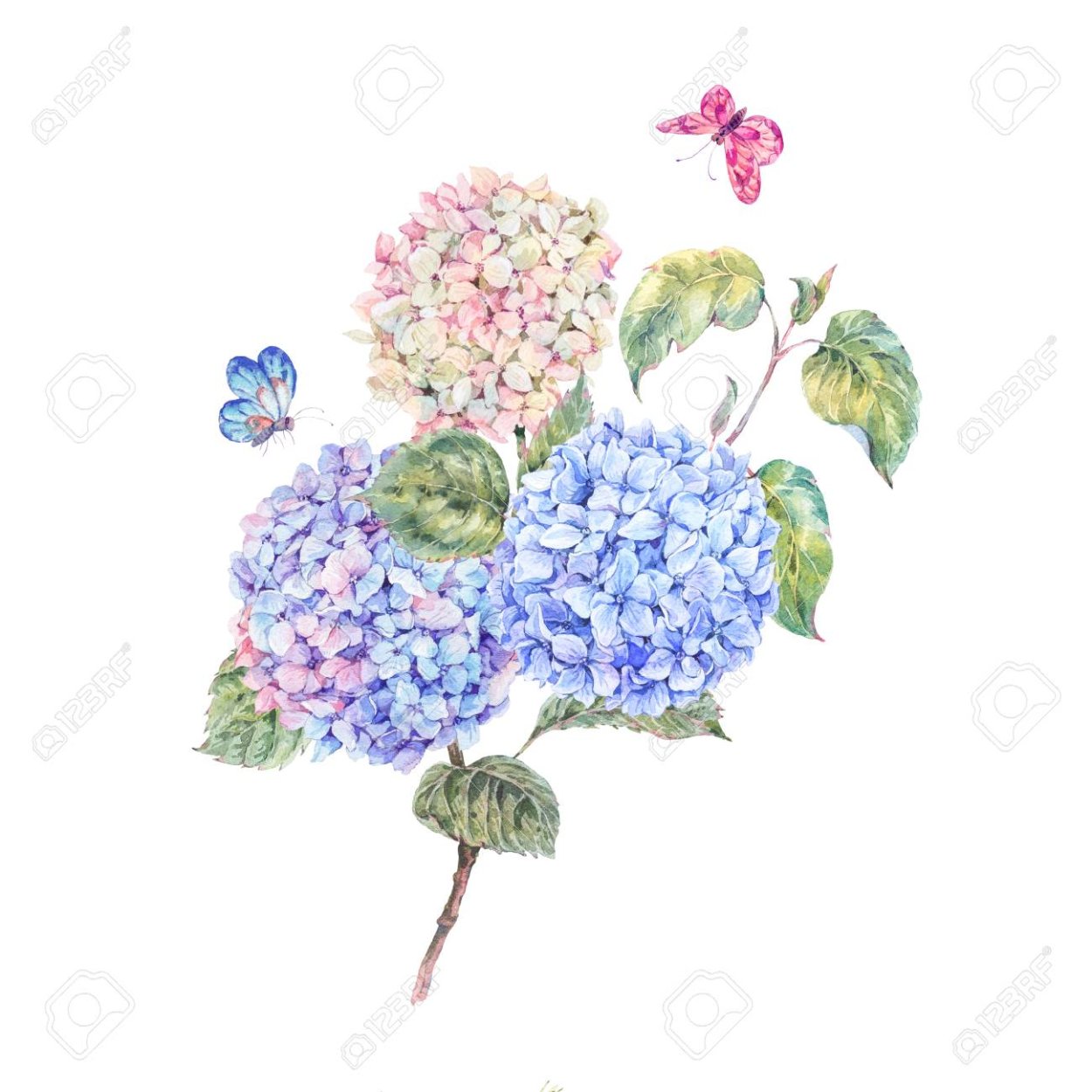 Эскиз с гортензией по кругу