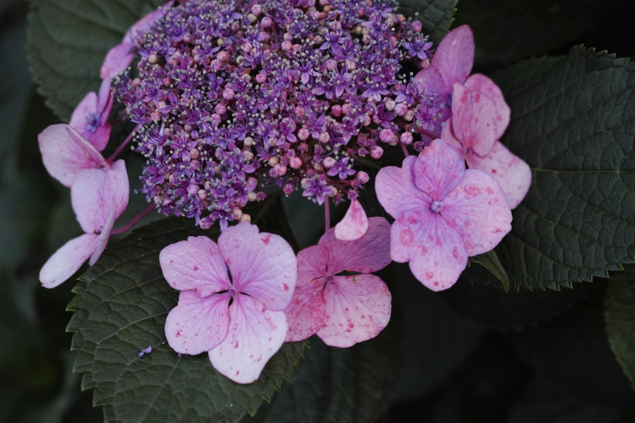 Гортензия мотылек