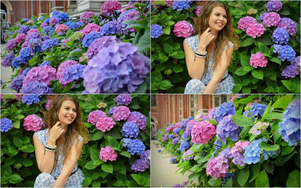 Гортензия Верена Классик