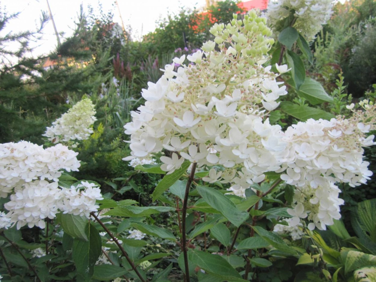 Гортензия Баттерфляй метельчатая