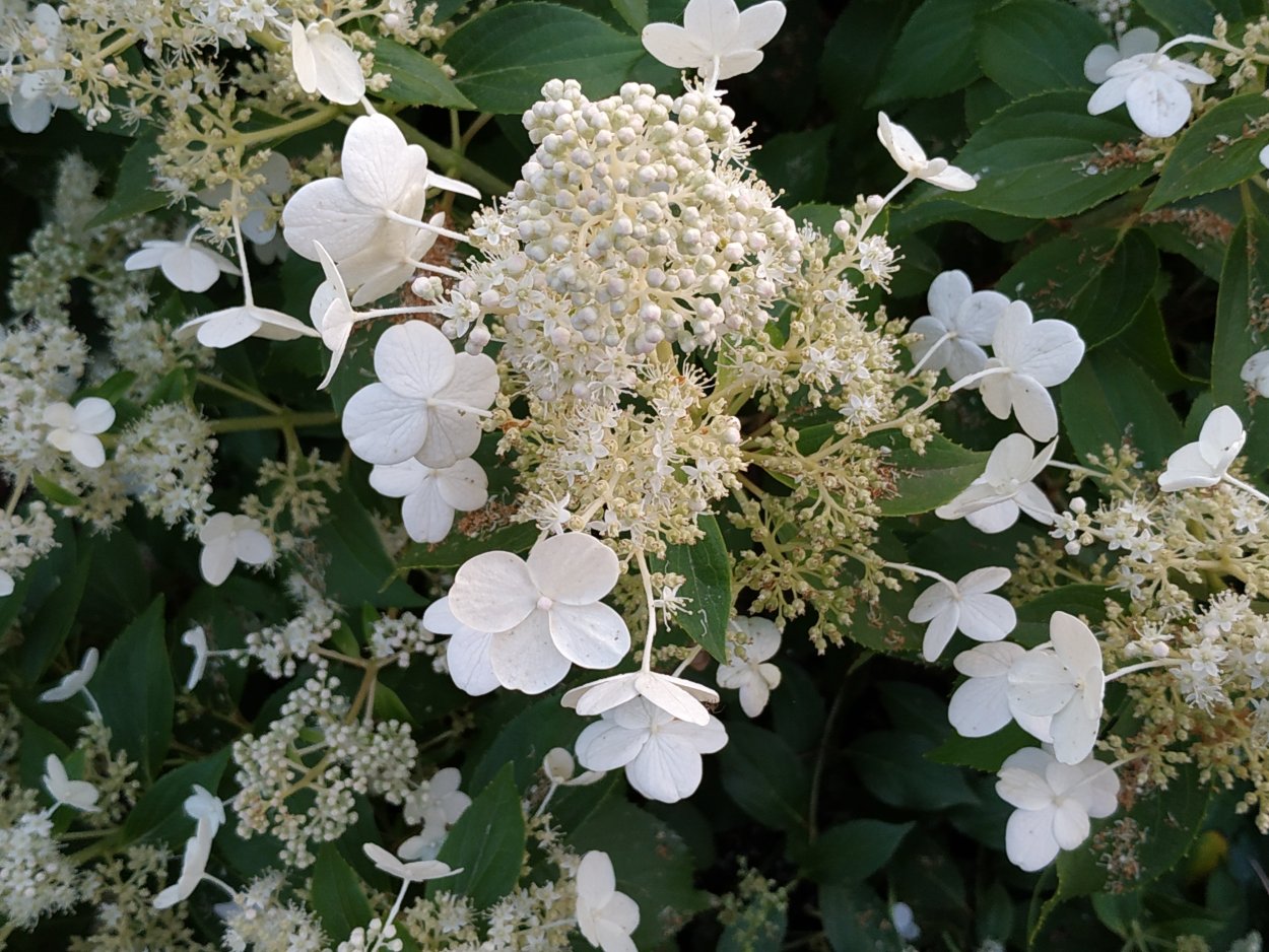 Гортензия мотыльковая метельчатая