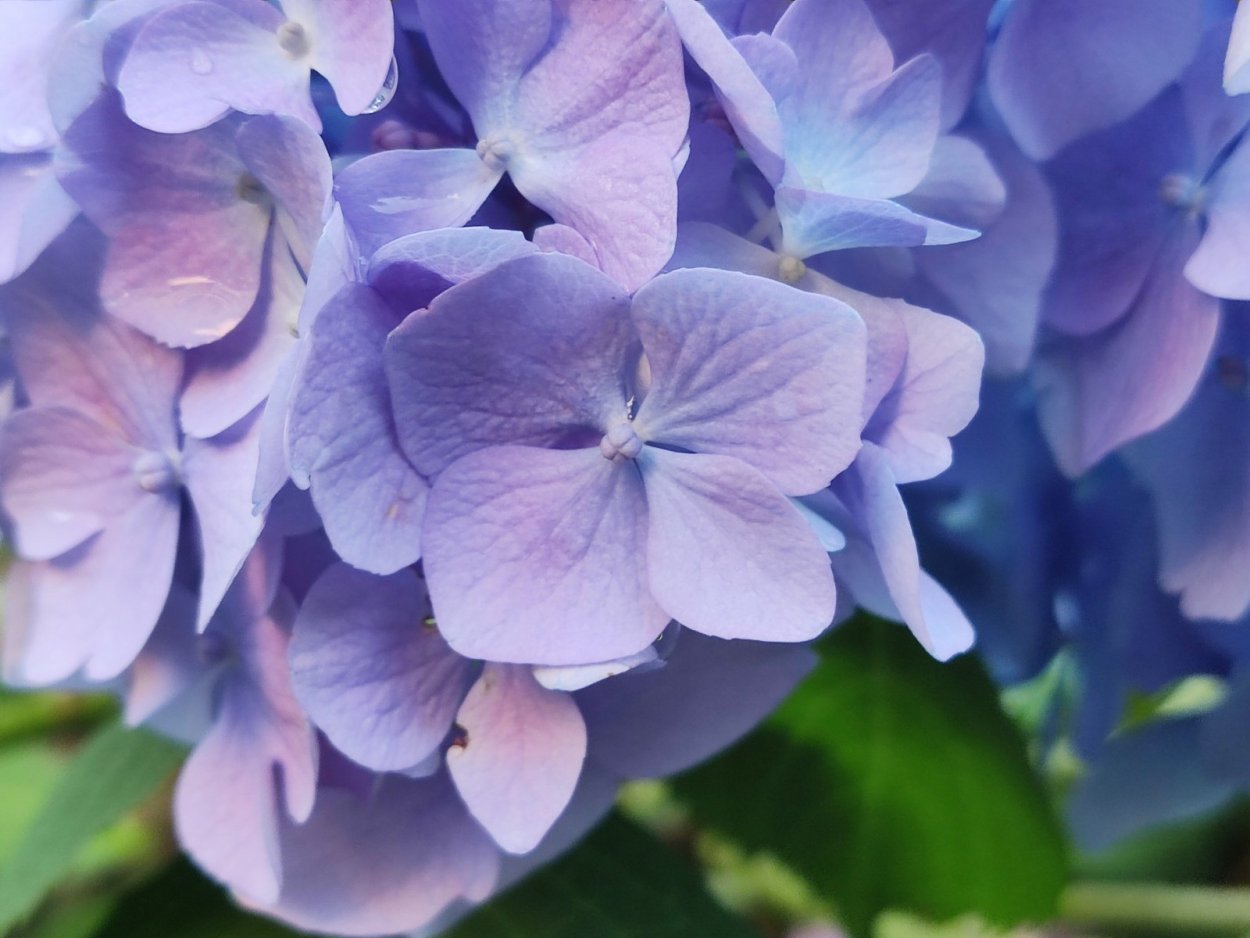 Гортензия крупнолистная Бенилюкс