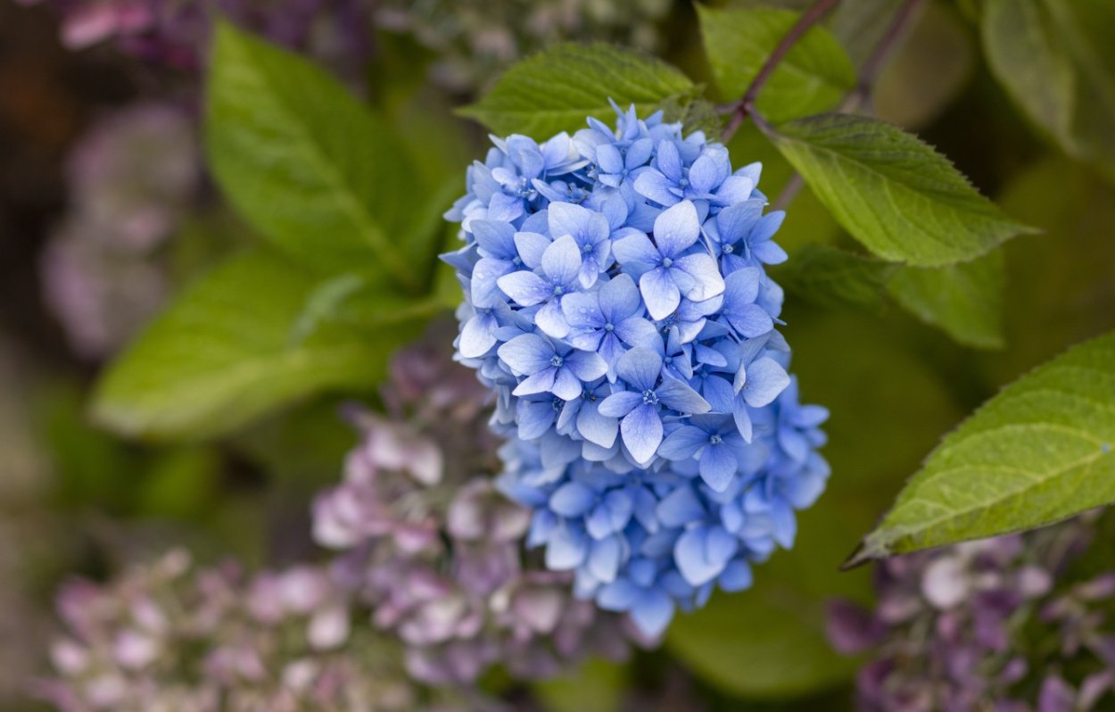 Гортензия сиреневая