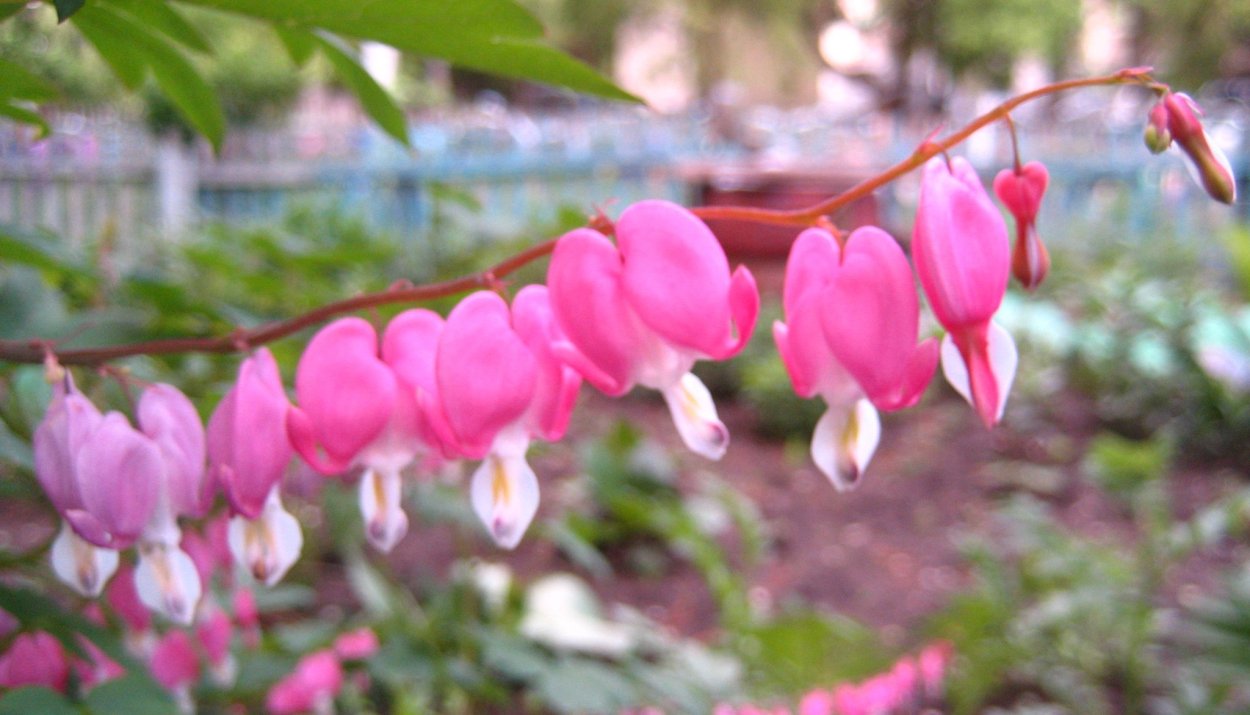 Дицентра "конфетное сердце"