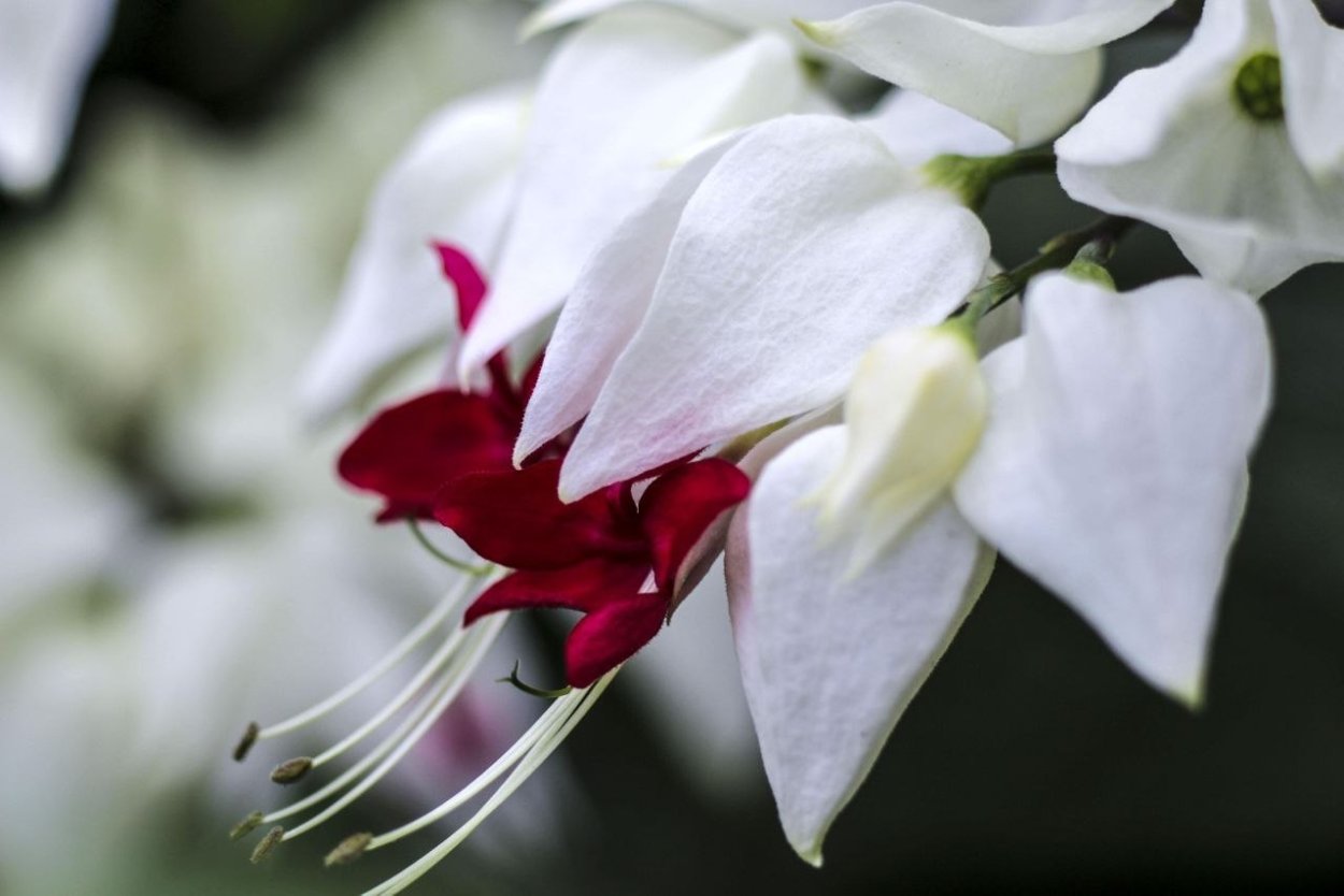 Женские слезы цветок