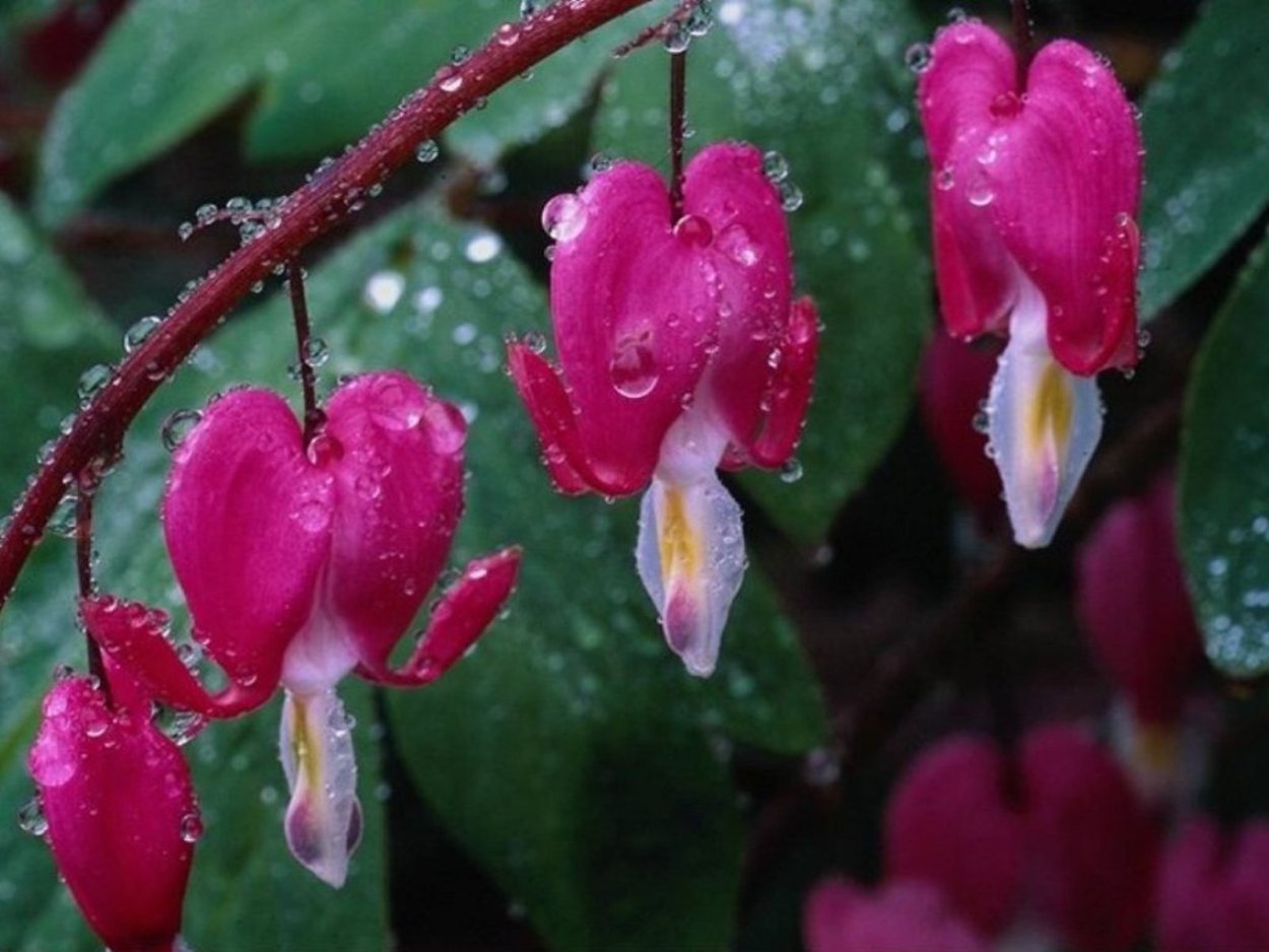 Девичьи слезы растение