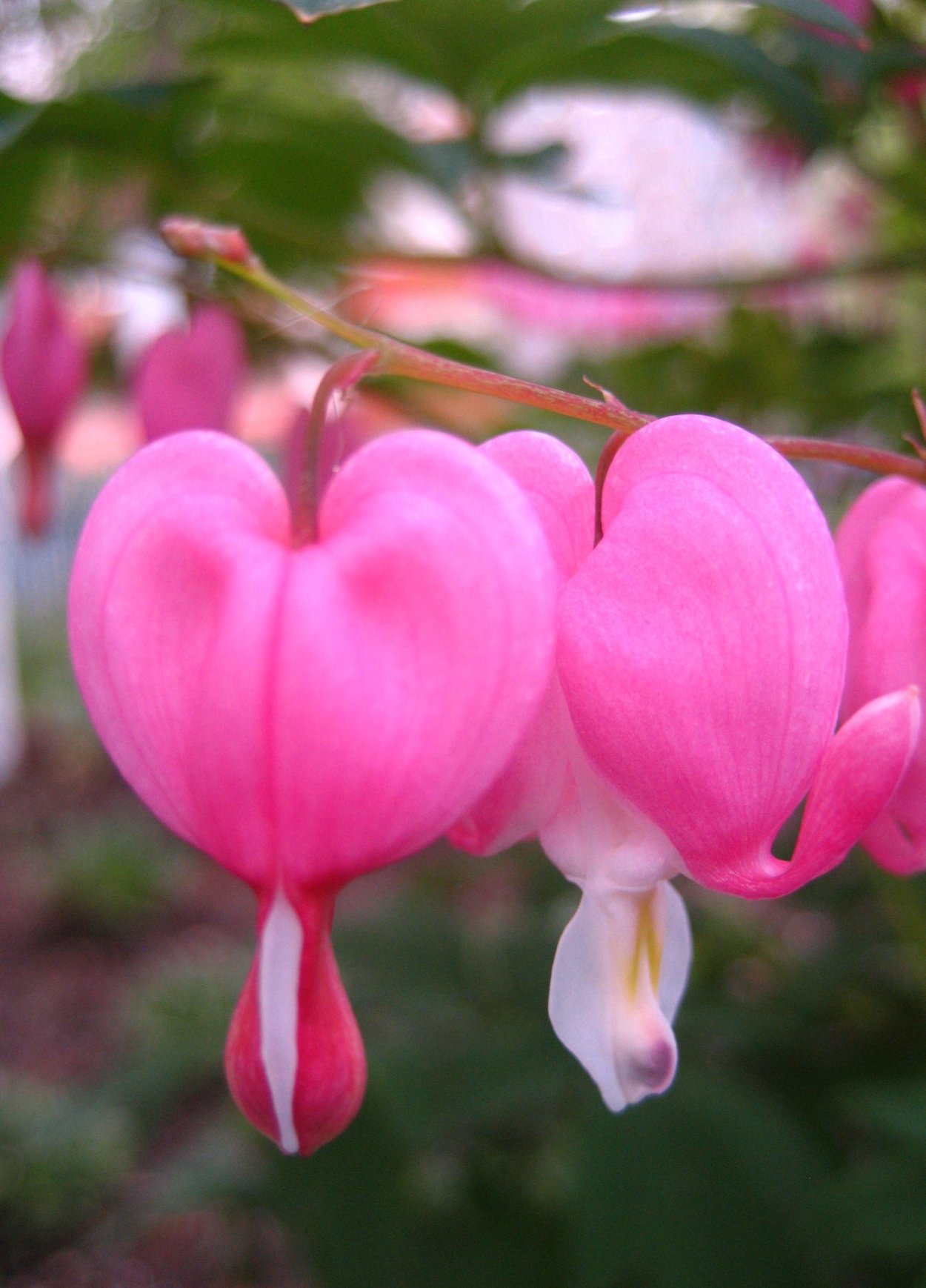 Великолепные цветы