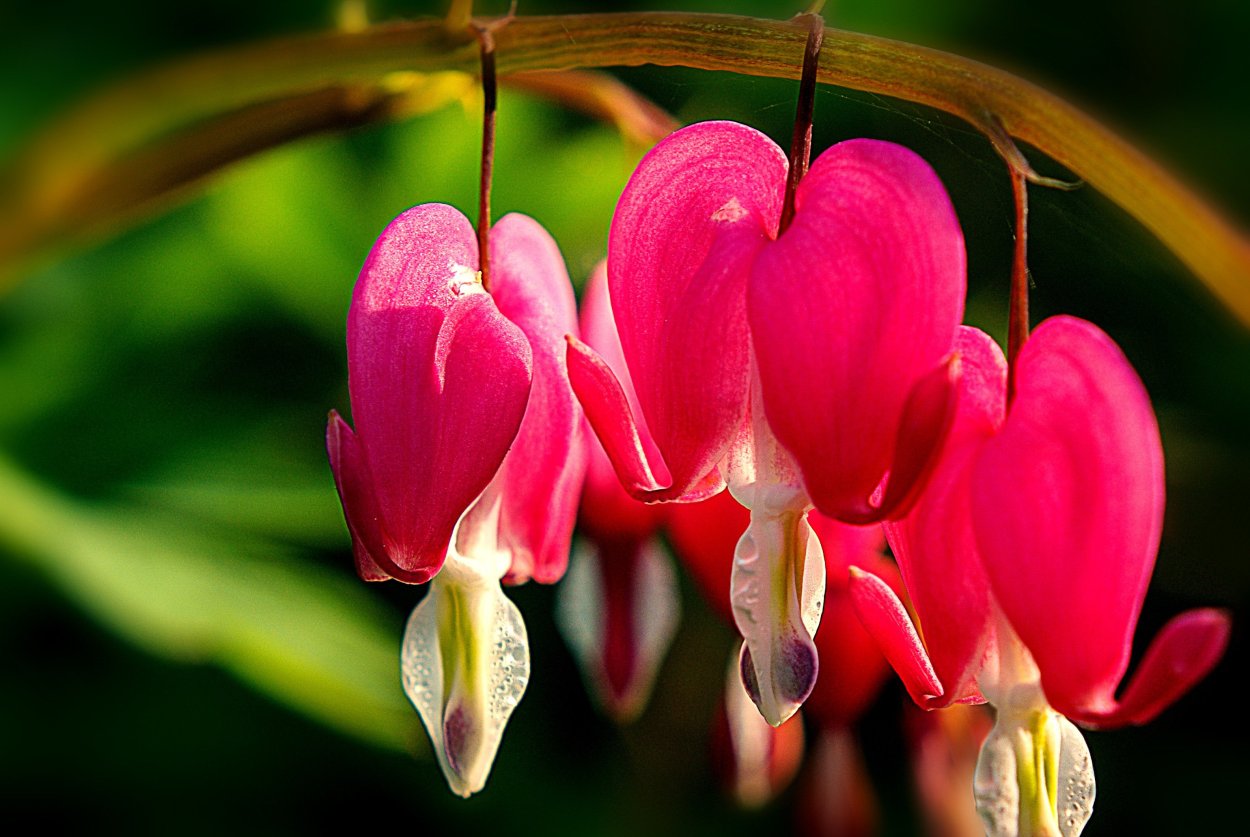 Львиное сердце цветок