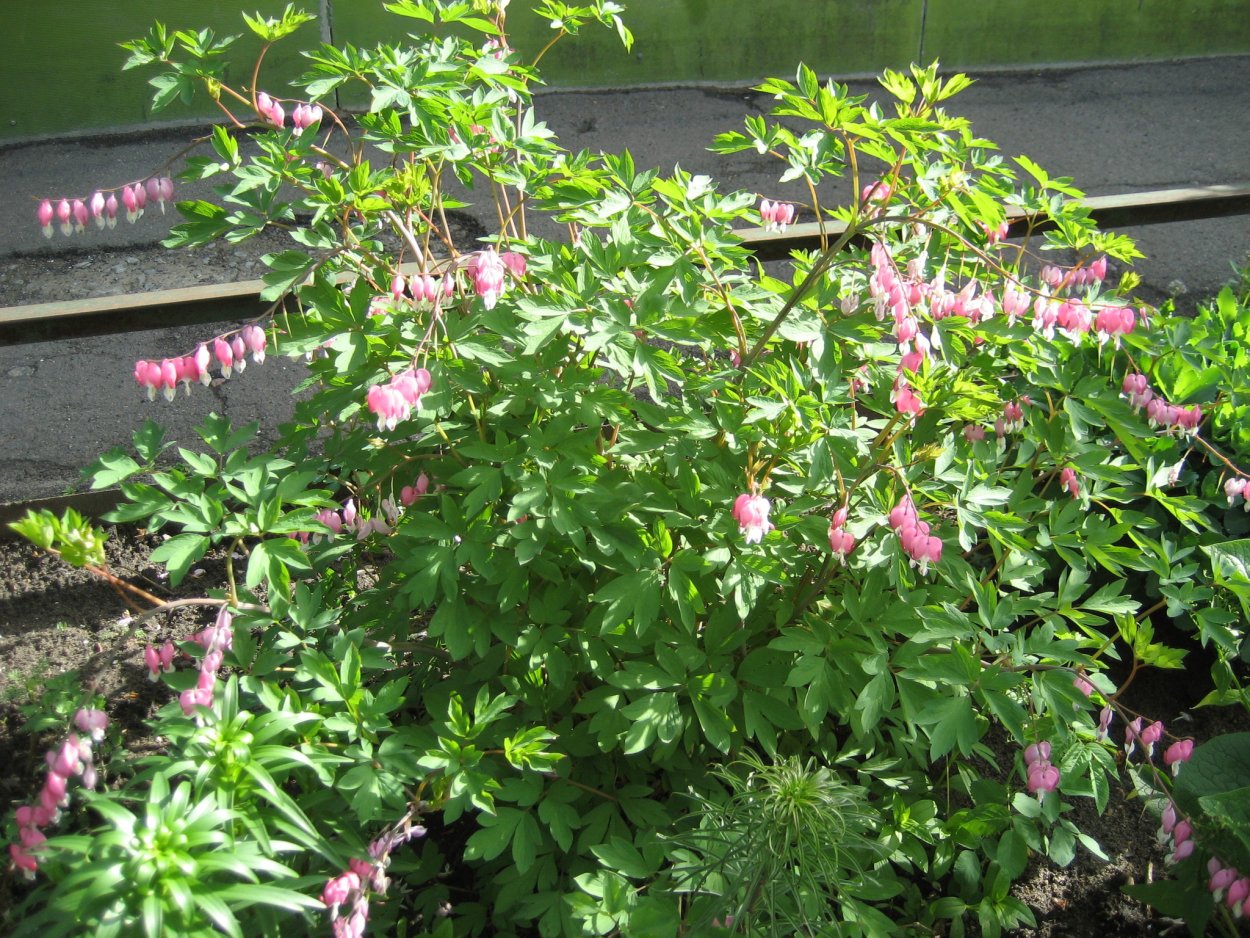 Девичьи слезы цветок