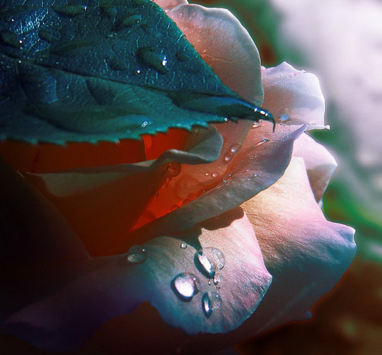 Цветы в росе на рассвете