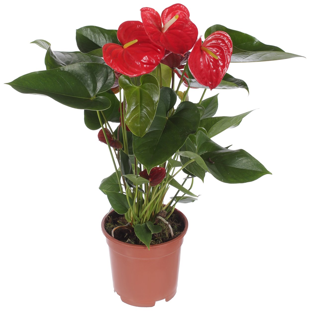 Антуриум Алексия Вайолет