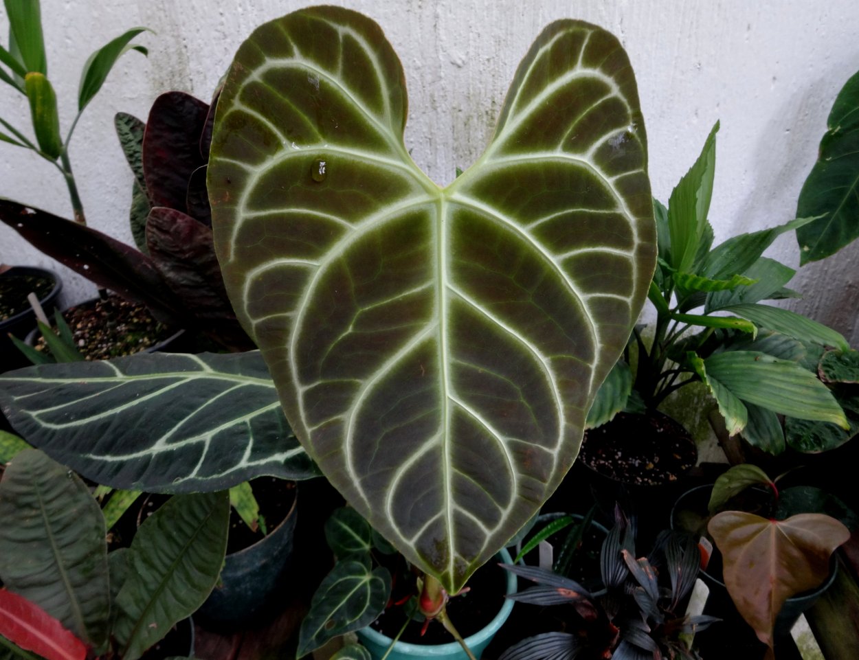 Anthurium Regale