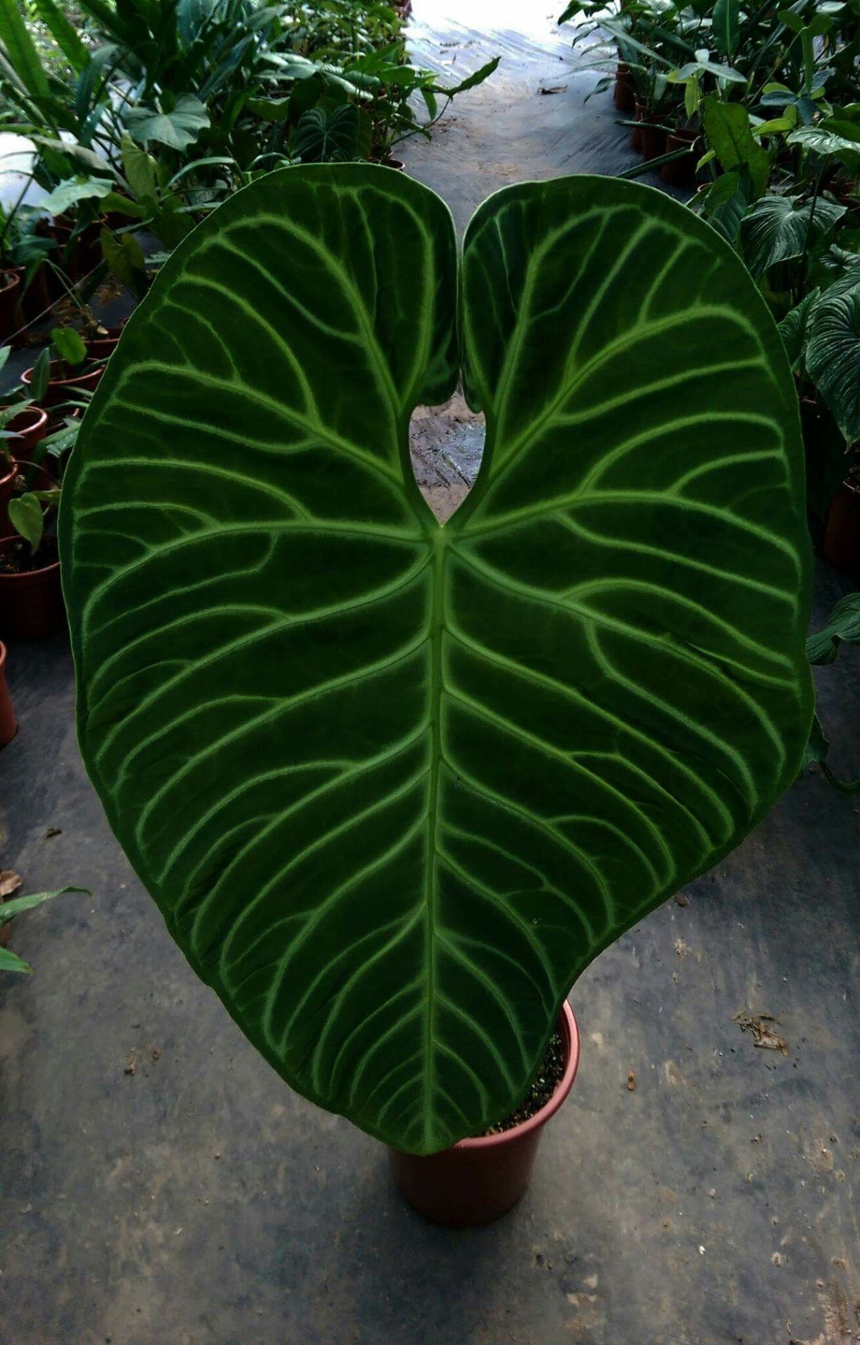 Алоказия Nairobi Nights