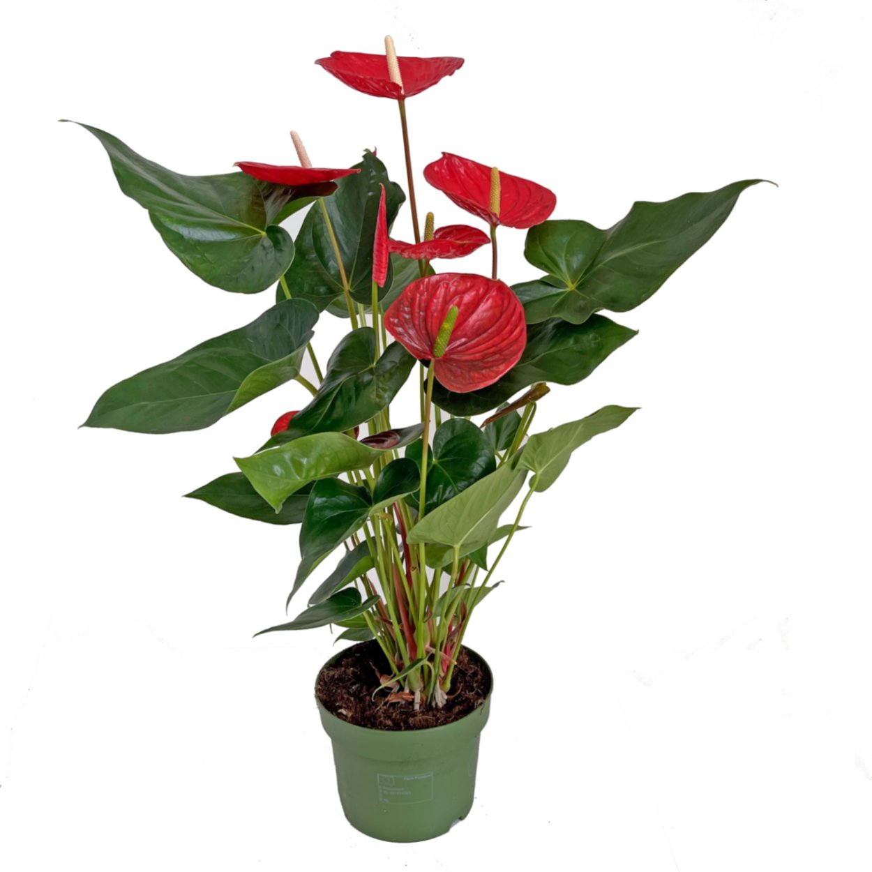 Антуриум Андрианум