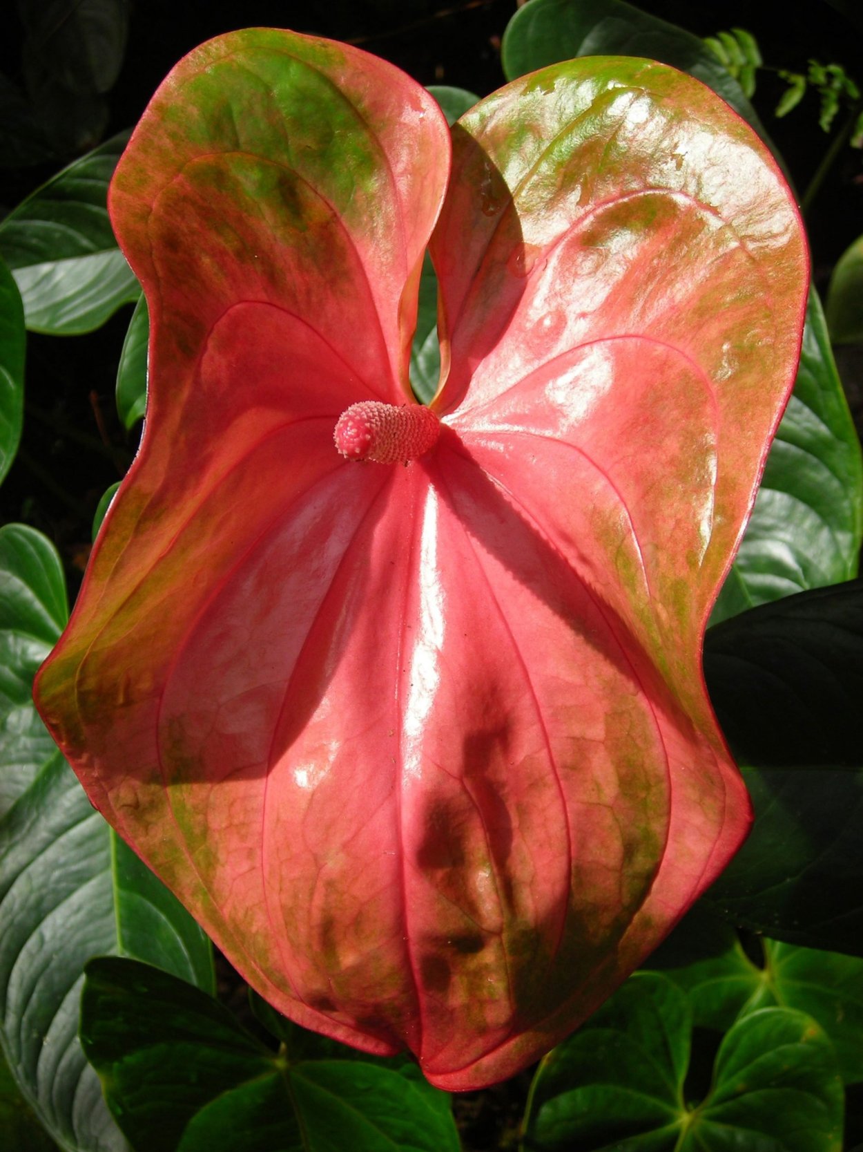 Антуриум Андре Юта