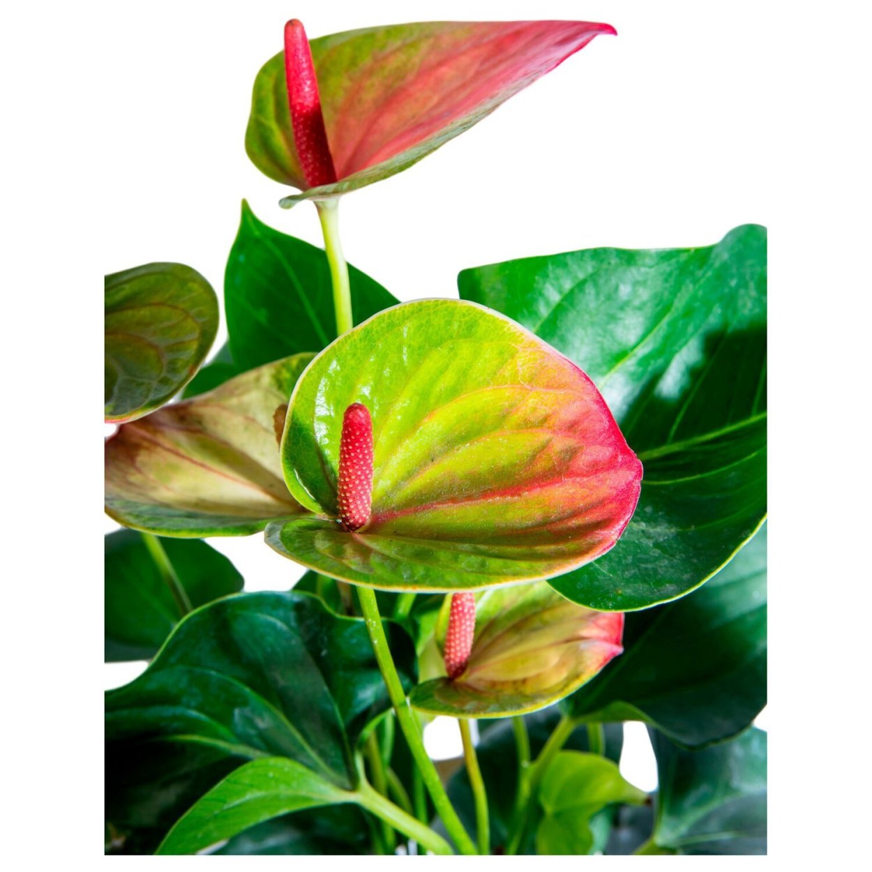 Антуриум Leganza