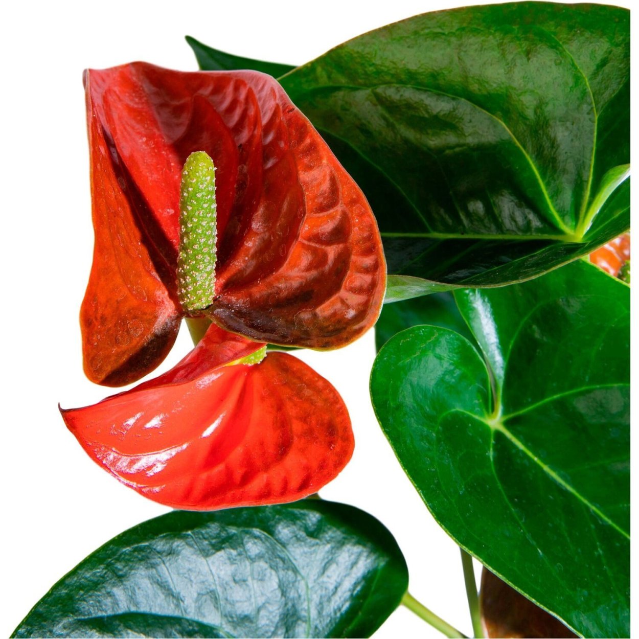 Антуриум Фламинго оранж