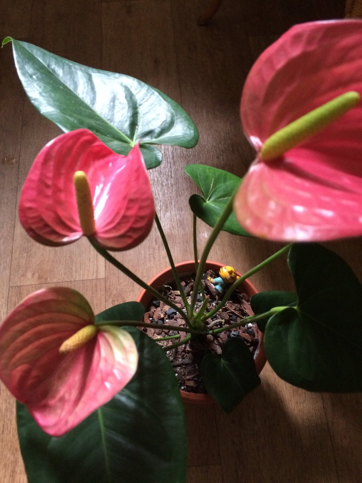 Антуриум свитхарт